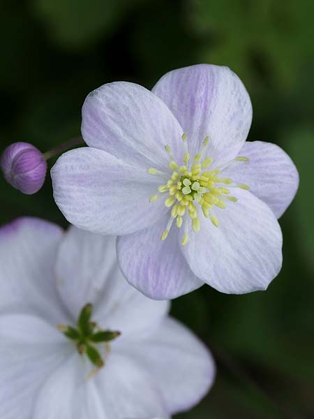 Thalictrum orientale \ stliche Wiesenraute, GR Kyparissi 31.3.2018 (Photo: Uwe & Katja Grabner)