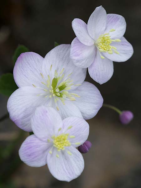 Thalictrum orientale \ stliche Wiesenraute, GR Kyparissi 31.3.2018 (Photo: Uwe & Katja Grabner)