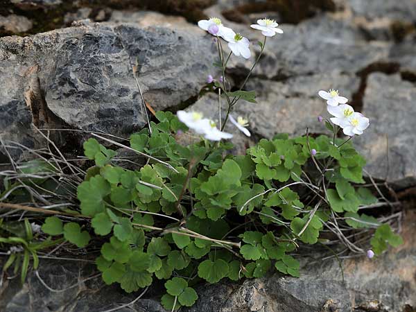 Thalictrum orientale \ stliche Wiesenraute / Eastern Meadow-Rue, GR Kyparissi 31.3.2018 (Photo: Uwe & Katja Grabner)