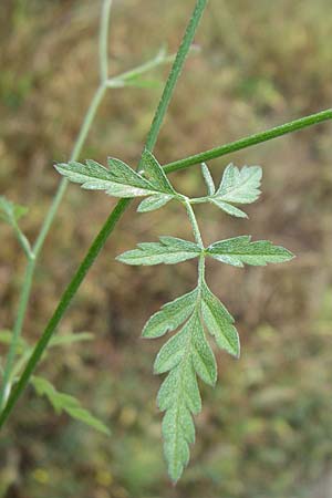 Torilis arvensis / Spreading Hedge Parsley, GR Dodoni 14.5.2008