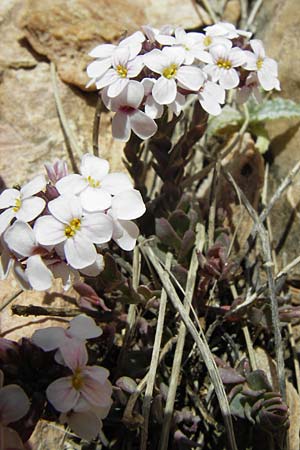 Noccaea ochroleuca \ Gelblichweies Tschelkraut / Creamish Penny-Cress, GR Parnitha 3.4.2013