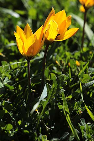 Tulipa orphanidea \ Orphanides-Tulpe, GR Pigadi 3.4.2018 (Photo: Uwe & Katja Grabner)