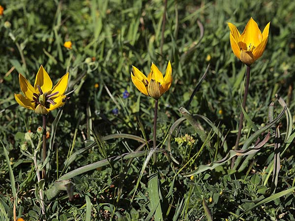 Tulipa orphanidea \ Orphanides-Tulpe, GR Pigadi 3.4.2018 (Photo: Uwe & Katja Grabner)