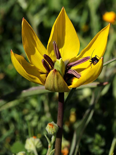 Tulipa orphanidea / Orphanides Tulip, GR Pigadi 3.4.2018 (Photo: Uwe & Katja Grabner)