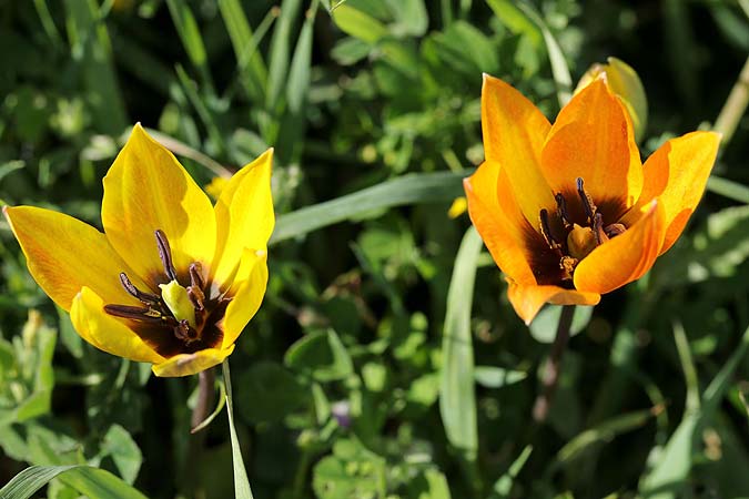 Tulipa orphanidea \ Orphanides-Tulpe, GR Pigadi 3.4.2018 (Photo: Uwe & Katja Grabner)
