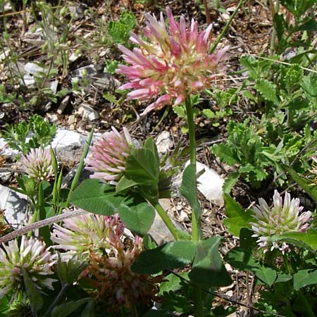 Trifolium physodes \ Geschwollener Klee / Bladder Clover, GR Zagoria, Kipi 18.5.2008