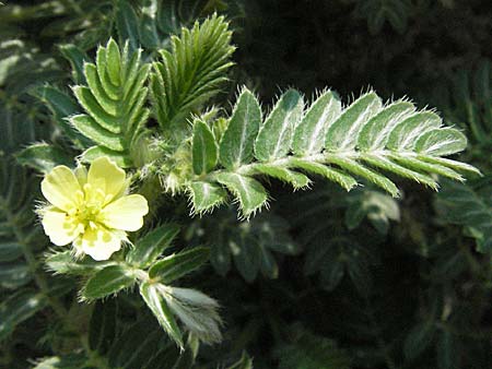 Tribulus terrestris \ Erd-Burzeldorn / Small Caltrops, GR Meteora 28.8.2007