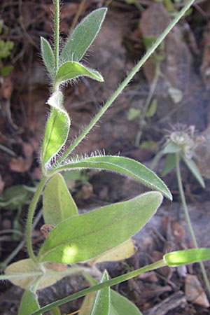 Lomelosia brachiata \ Palästina-Skabiose / Tremastelma, GR Hymettos 21.5.2008