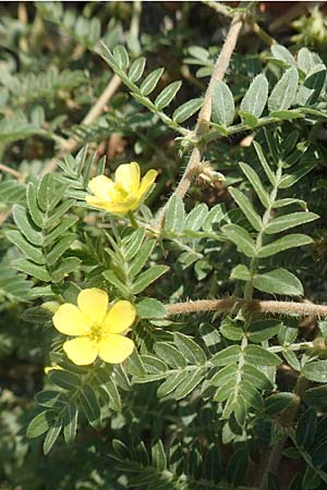 Tribulus terrestris / Small Caltrops, GR Euboea (Evia), Neos Pirgos 26.8.2017