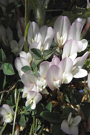 Trifolium uniflorum \ Einbltiger Klee, GR Parnitha 3.4.2013