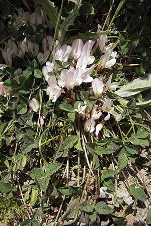 Trifolium uniflorum \ Einbltiger Klee / One-Flowered Clover, GR Parnitha 3.4.2013
