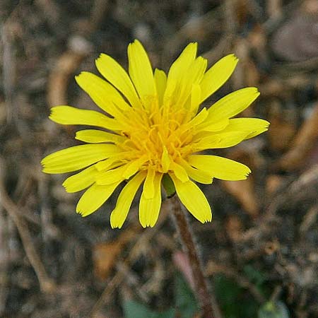 Taraxacum sect. Scariosa \ Membran-Lwenzahn / Membranous Dandelion, GR Akrokorinth 3.10.2014 (Photo: Gisela Nikolopoulou)