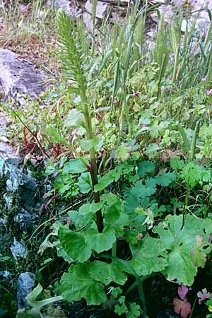 Umbilicus erectus \ Aufrechtes Nabelkraut / Navelwort, GR Zagoria, Kipi 18.5.2008