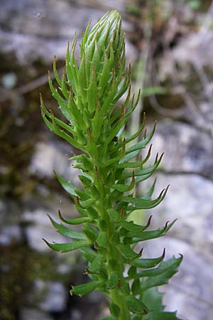 Umbilicus erectus \ Aufrechtes Nabelkraut / Navelwort, GR Zagoria, Kipi 18.5.2008