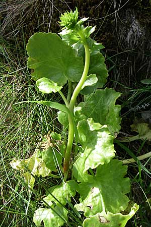 Umbilicus erectus / Navelwort, GR Zagoria, Monodendri 19.5.2008