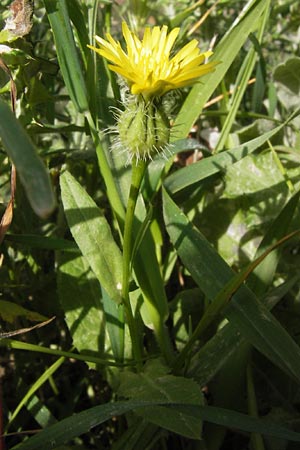 Urospermum picroides \ Bitterkraut-Schwefelkpfchen / Prickly Goldenfleece, GR Peloponnes, Monemvasia 31.3.2013