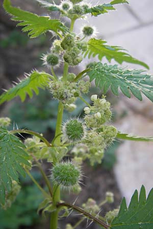 Urtica pilulifera \ Pillen-Brenn-Nessel / Roman Nettle, GR Hymettos 4.4.2013