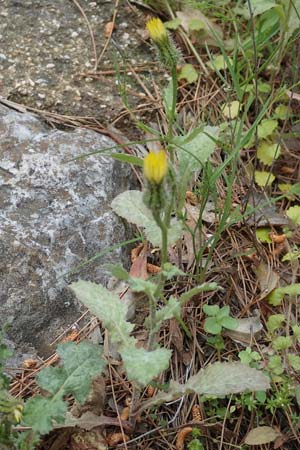 Urospermum picroides \ Bitterkraut-Schwefelkpfchen, GR Athen, Mount Egaleo 10.4.2019