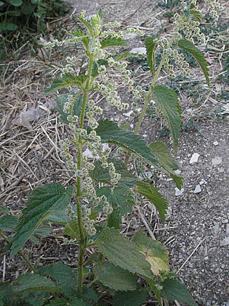 Urtica dioica \ Brenn-Nessel / Nettle, GR Zagoria, Monodendri 26.8.2007