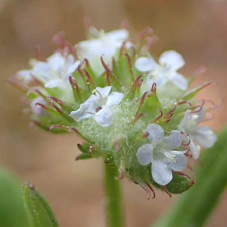 Valerianella discoidea \ Scheiben-Feld-Salat / Lesser Corn Salad, GR Athen, Mount Egaleo 10.4.2019