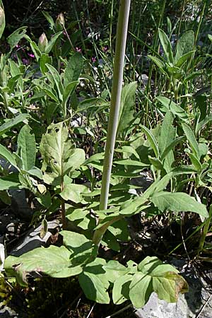 Valeriana dioscoridis \ Dioskorides-Baldrian / Dioscoridis Valerian, GR Zagoria, Vikos - Schlucht / Gorge 15.5.2008