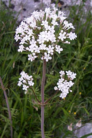 Valeriana dioscoridis \ Dioskorides-Baldrian / Dioscoridis Valerian, GR Zagoria, Monodendri 15.5.2008