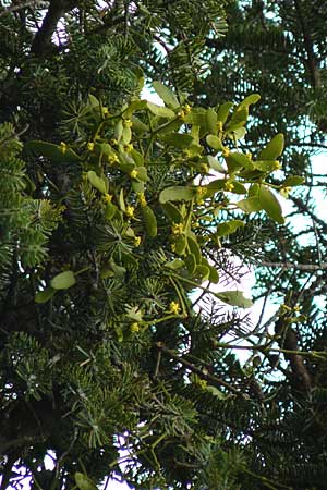 Viscum album subsp. abietis \ Tannen-Mistel / White Mistletoe, Dwarf Mistletoe, GR Peloponnes, Kosmas 31.3.2013