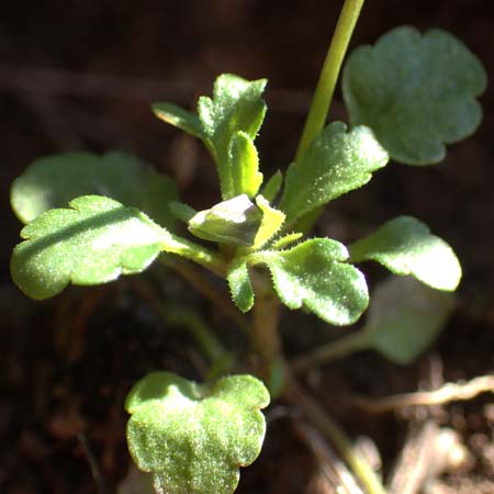 Viola arvensis \ Acker-Stiefmtterchen / Field Pansy, GR Parnitha 22.3.2019