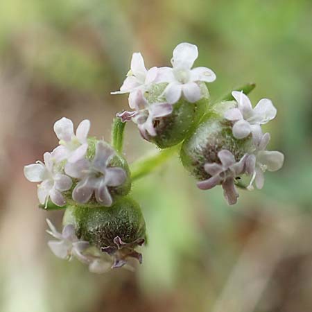 Valerianella vesicaria \ Blasen-Feld-Salat / Bladder Corn Salad, GR Athen, Mount Egaleo 10.4.2019