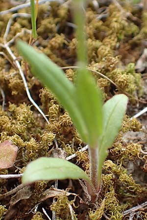 Valerianella vesicaria \ Blasen-Feld-Salat / Bladder Corn Salad, GR Athen, Mount Egaleo 10.4.2019