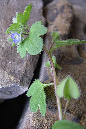 Veronica hederifolia subsp. hederifolia \ Efeublttriger Ehrenpreis / Ivy-Leaved Speedwell, GR Zagoria, Mikro Papingko 17.5.2008