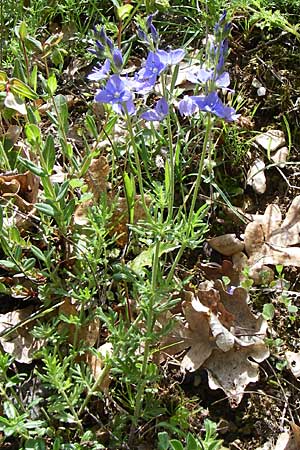 Veronica austriaca subsp. jacquinii \ Jacquins Ehrenpreis, GR Zagoria, Mikro Papingko 17.5.2008