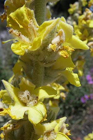 Verbascum undulatum \ Feinwellige Knigskerze / Wavy-Leaf Mullein, GR Parnitha 22.5.2008