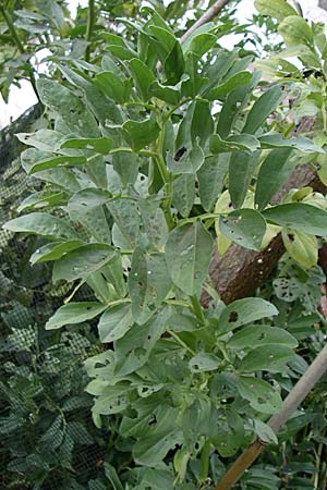 Vicia faba \ Sau-Bohne, Acker-Bohne / Broad Bean, Field Bean, GR Igoumenitsa 14.5.2008