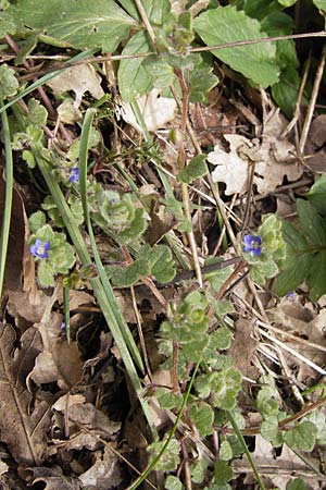 Veronica hederifolia subsp. hederifolia \ Efeublttriger Ehrenpreis / Ivy-Leaved Speedwell, GR Peloponnes, Apollon Tempel von Bassae / Peloponnese, Apollon Temple of Bassae 29.3.2013