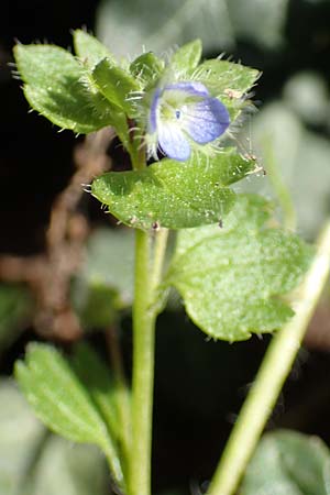 Veronica hederifolia subsp. hederifolia \ Efeublttriger Ehrenpreis / Ivy-Leaved Speedwell, GR Parnitha 22.3.2019