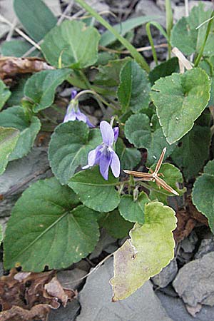 Viola reichenbachiana \ Wald-Veilchen / Early Dog Violet, GR Katara Pass 27.8.2007