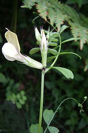 Vicia grandiflora \ Grobltige Wicke, GR Igoumenitsa 13.5.2008