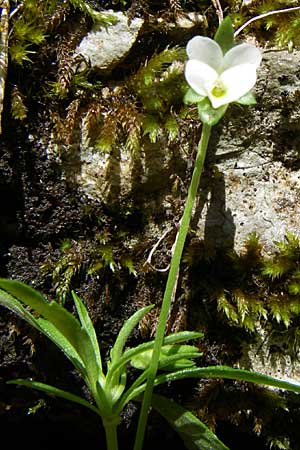 Viola kitaibeliana / Dwarf Pansy, GR Zagoria, Vikos - Gorge 15.5.2008