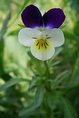 Viola tricolor \ Wildes Stiefmtterchen / Heartsease, Wild Pansy, GR Zagoria, Monodendri 15.5.2008