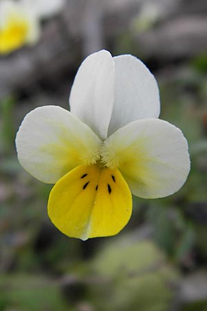 Viola hymettia \ Hymettos-Veilchen / Hymettos Violet, GR Parnitha 3.4.2013