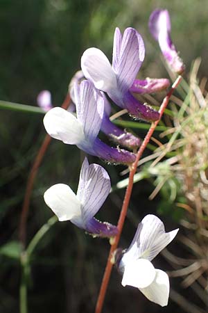 Vicia villosa \ Zottel-Wicke, Zottige Wicke, GR Hymettos 23.3.2019