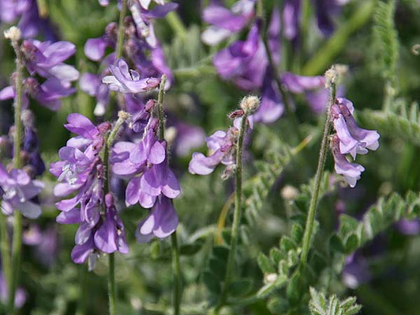 Vicia sibthorpii \ Sibthorps Wicke, GR Korinth 26.4.2014 (Photo: Gisela Nikolopoulou)