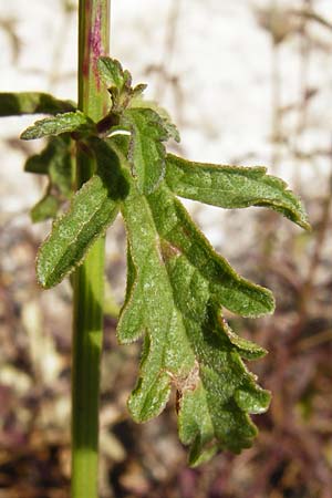 Verbena officinalis \ Gewhnliches Eisenkraut, GR Parnitha 1.9.2014