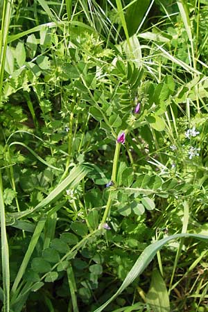 Vicia sativa var. sativa \ Saat-Wicke, Echte Futter-Wicke / Common Vetch, GR Peloponnes, Monemvasia 31.3.2013