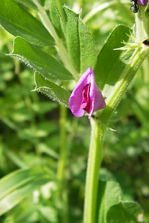 Vicia sativa var. sativa / Common Vetch, GR Peloponnes, Monemvasia 31.3.2013