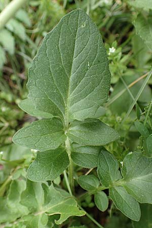 Valeriana tuberosa \ Knolliger Baldrian / Tuberous Valerian, GR Hymettos 20.3.2019