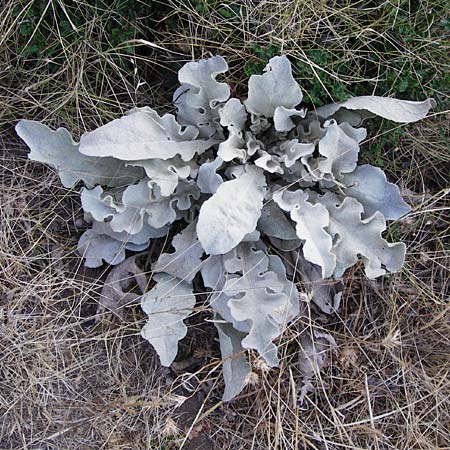 Verbascum undulatum \ Feinwellige Knigskerze / Wavy-Leaf Mullein, GR Euboea (Evia), Karistos 28.8.2014