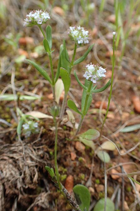 Valerianella discoidea \ Scheiben-Feld-Salat / Lesser Corn Salad, GR Athen, Mount Egaleo 10.4.2019