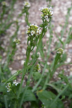 Calepina irregularis / White Ball-Mustard, GR Dodoni 14.5.2008